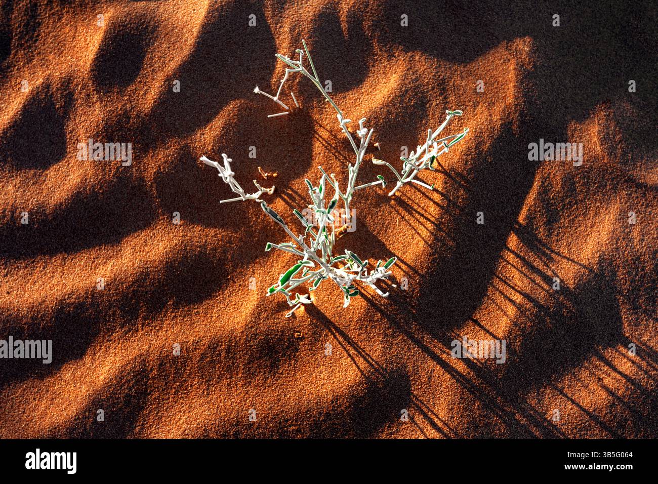 Piccola pianta che cresce dalla sabbia rossa secca del deserto Simpson del Queensland. Foto Stock