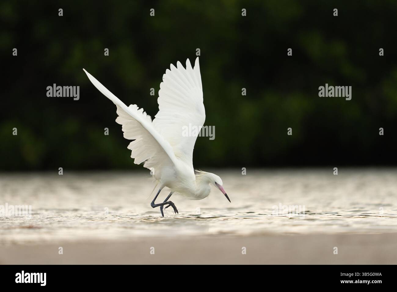 Bianco Morph, colore rossastro, guado in acque poco profonde contro l'oscurità Foto Stock