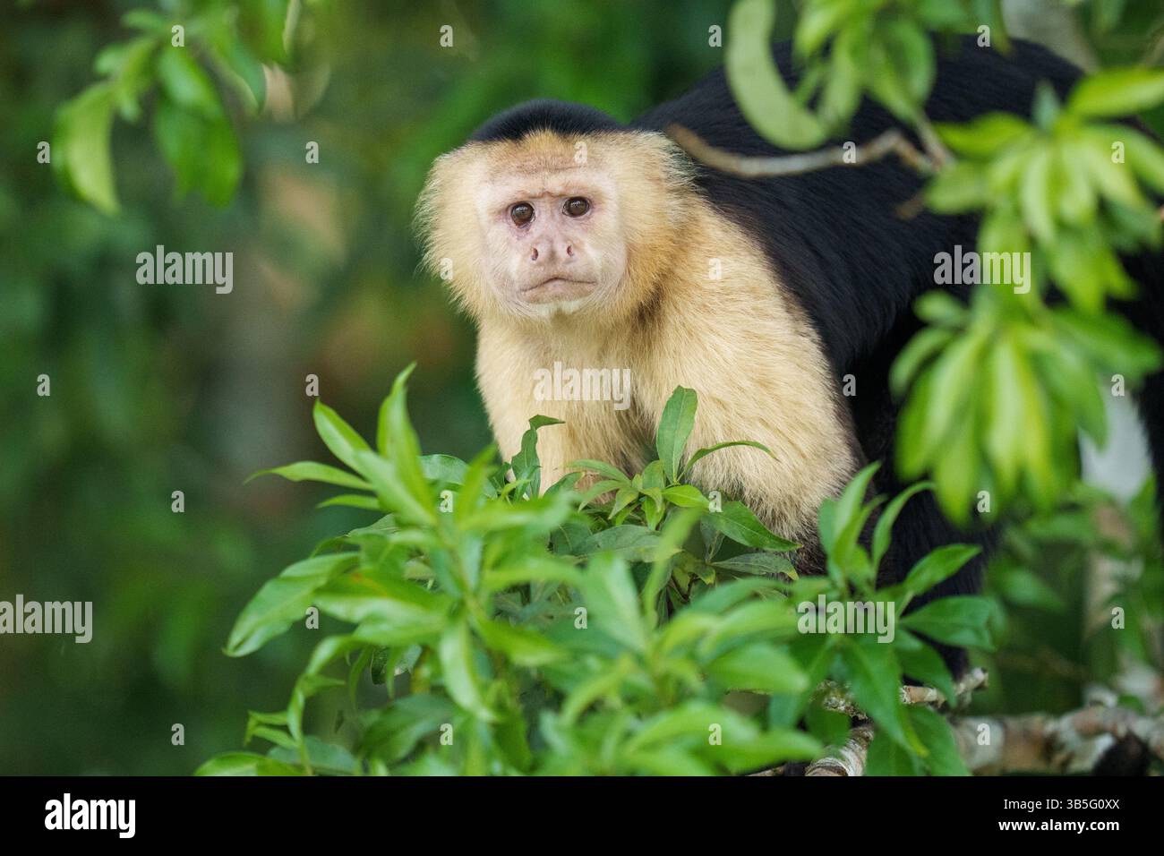 Scimmia Cappuccina che osserva i dintorni in una lussureggiante foresta verde ha Foto Stock