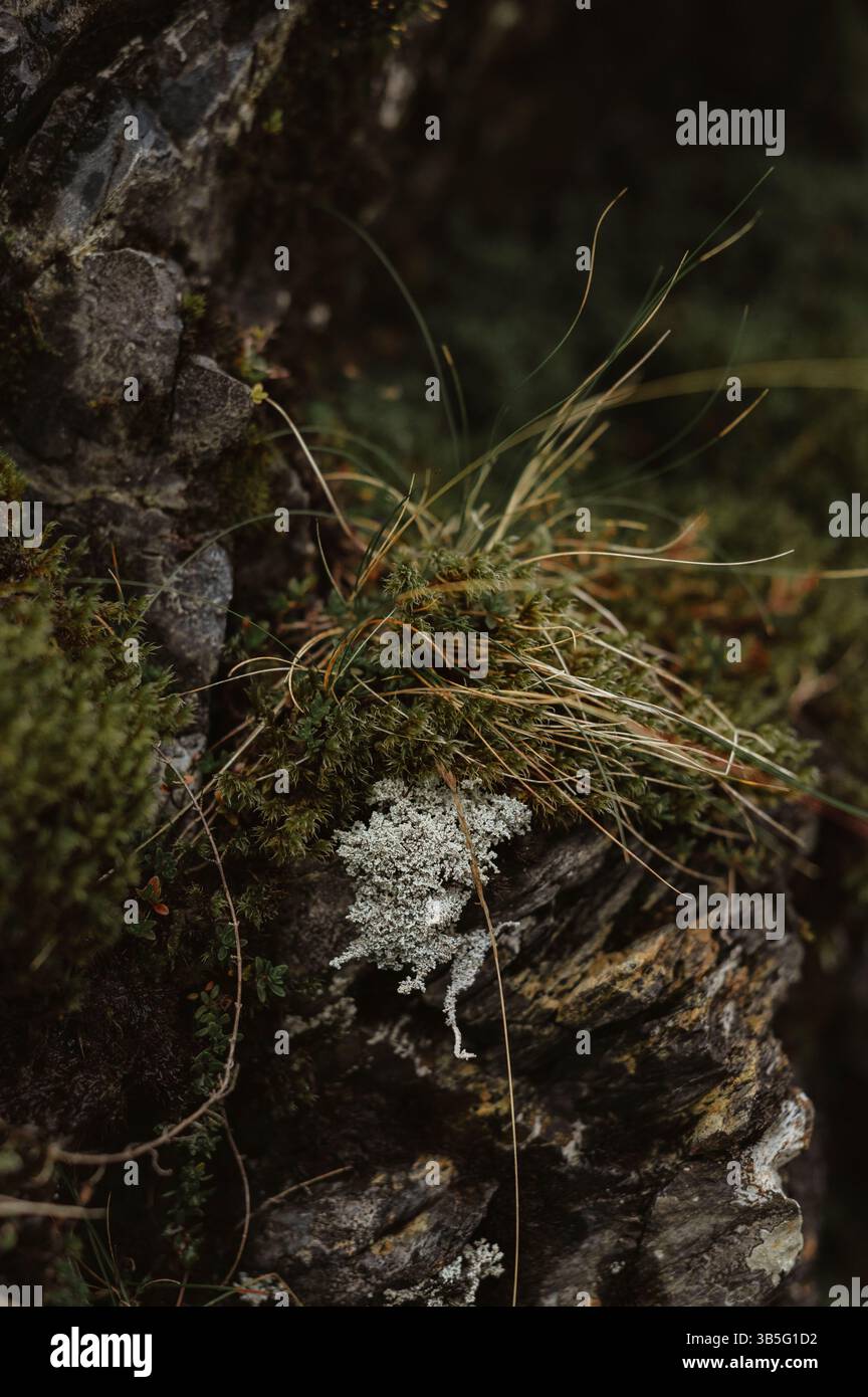 primo piano del muschio su terreni rocciosi Foto Stock