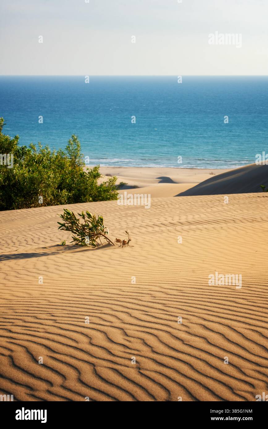Piccola pianta verde che cresce su una duna di sabbia affacciata sull'oceano blu Foto Stock