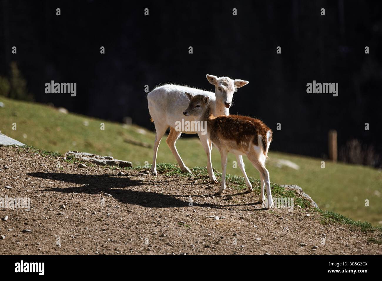 Il nostro cane nuzzling si trova in collina a Wildpark, Kitzbühel Foto Stock