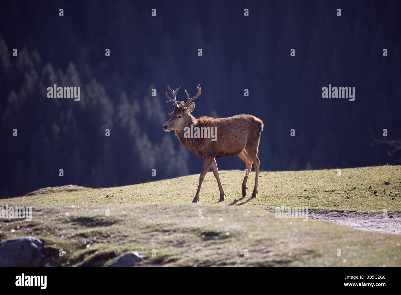 Cervi che camminano sotto la luce del sole al Wildpark Kitzbühel, Tirolo Foto Stock