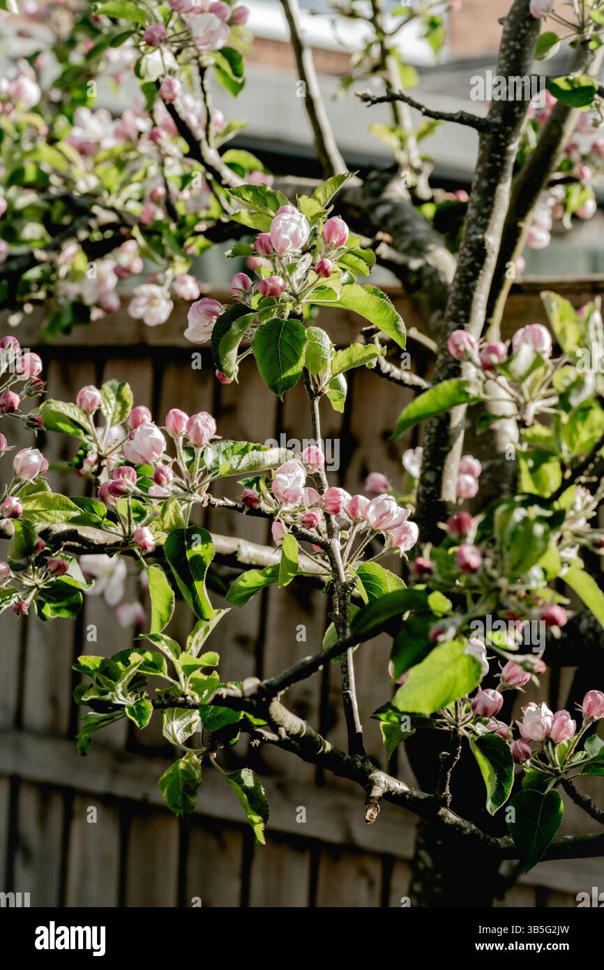Albero in fiore, giardino primaverile Foto Stock