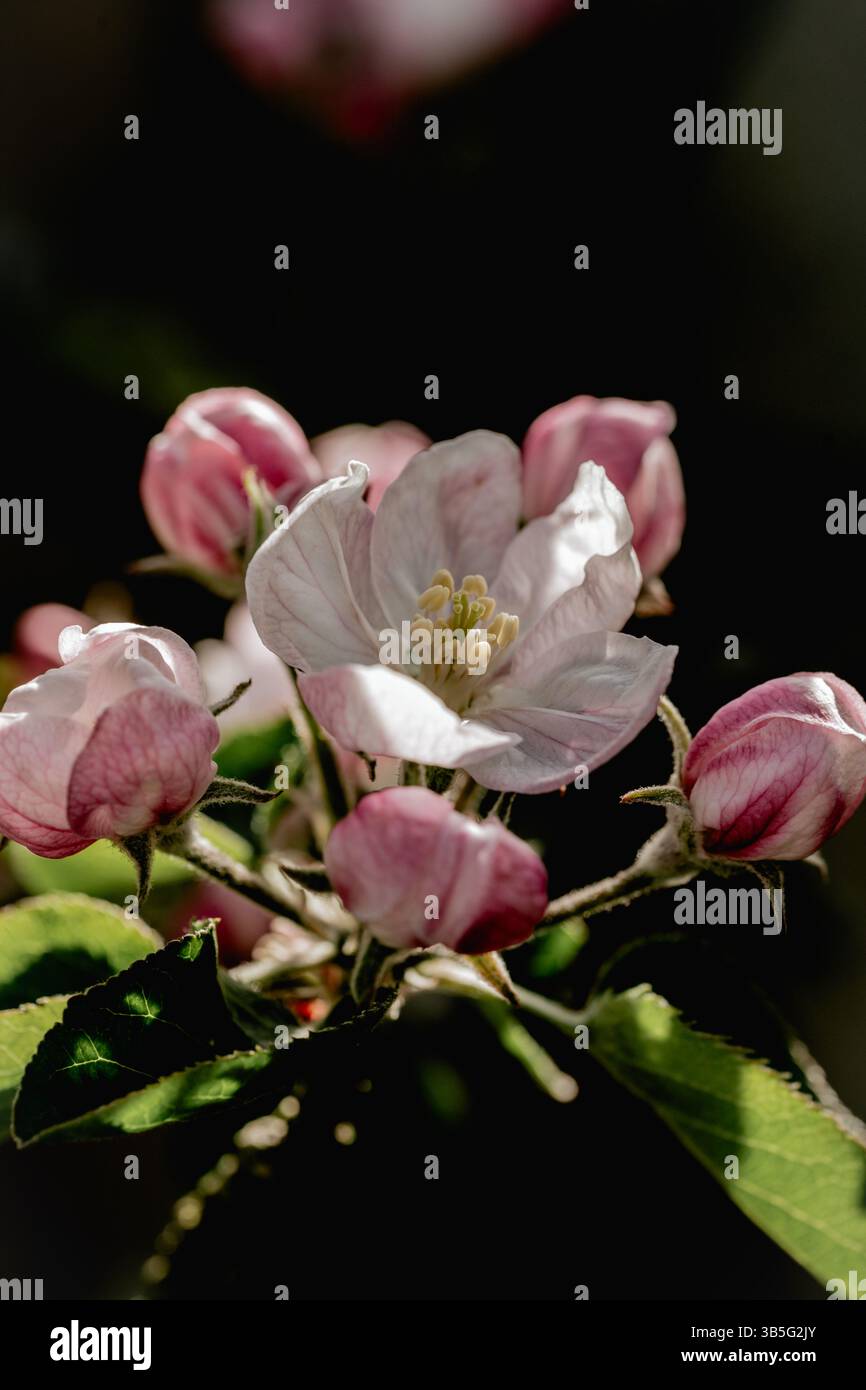 Melo in fiore, tempo di primavera Foto Stock