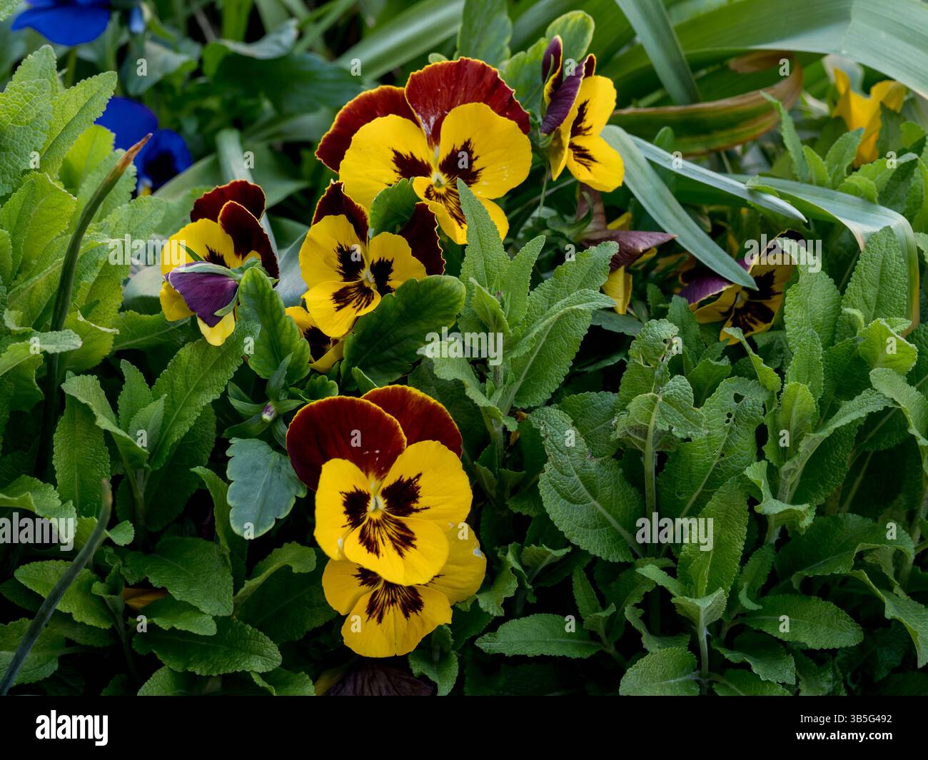 Pansie da giardino, viola (Viola x wittrockiana Gams), petali di fiori multicolori in ambiente naturale, in piena fioritura primo piano, elegante, decorativo spr Foto Stock
