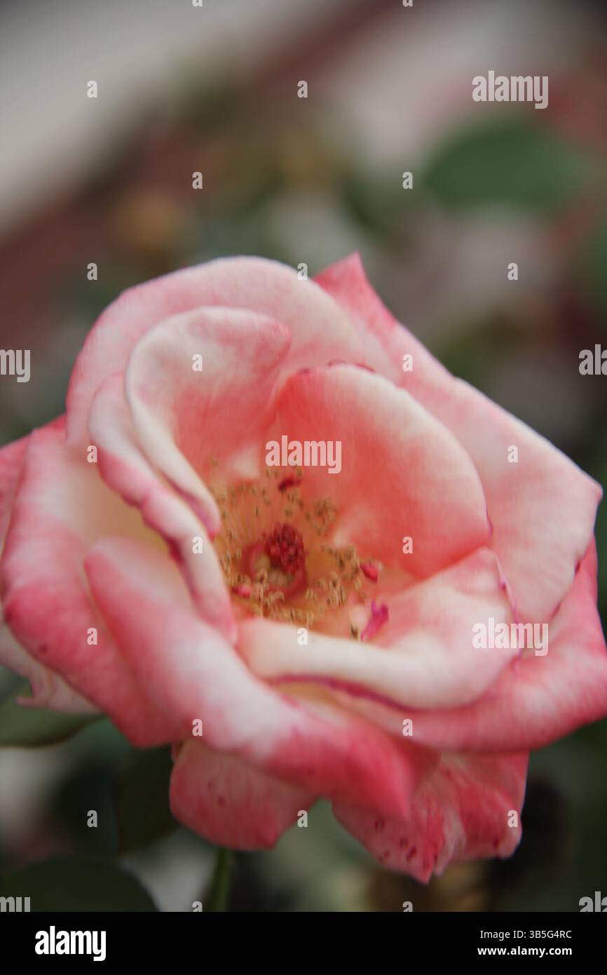 Primo piano in fiore rosa, fiori di petali morbidi, romantica bellezza floreale, giardino botanico naturale, fotografia rosa e rosa bianca Foto Stock