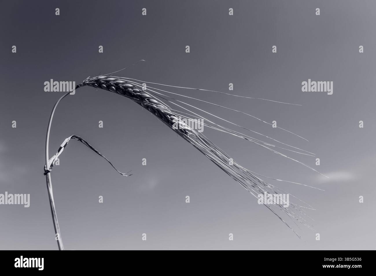 un singolo filamento di grano piegato al vento nella limpida giornata estiva in bianco e nero Foto Stock