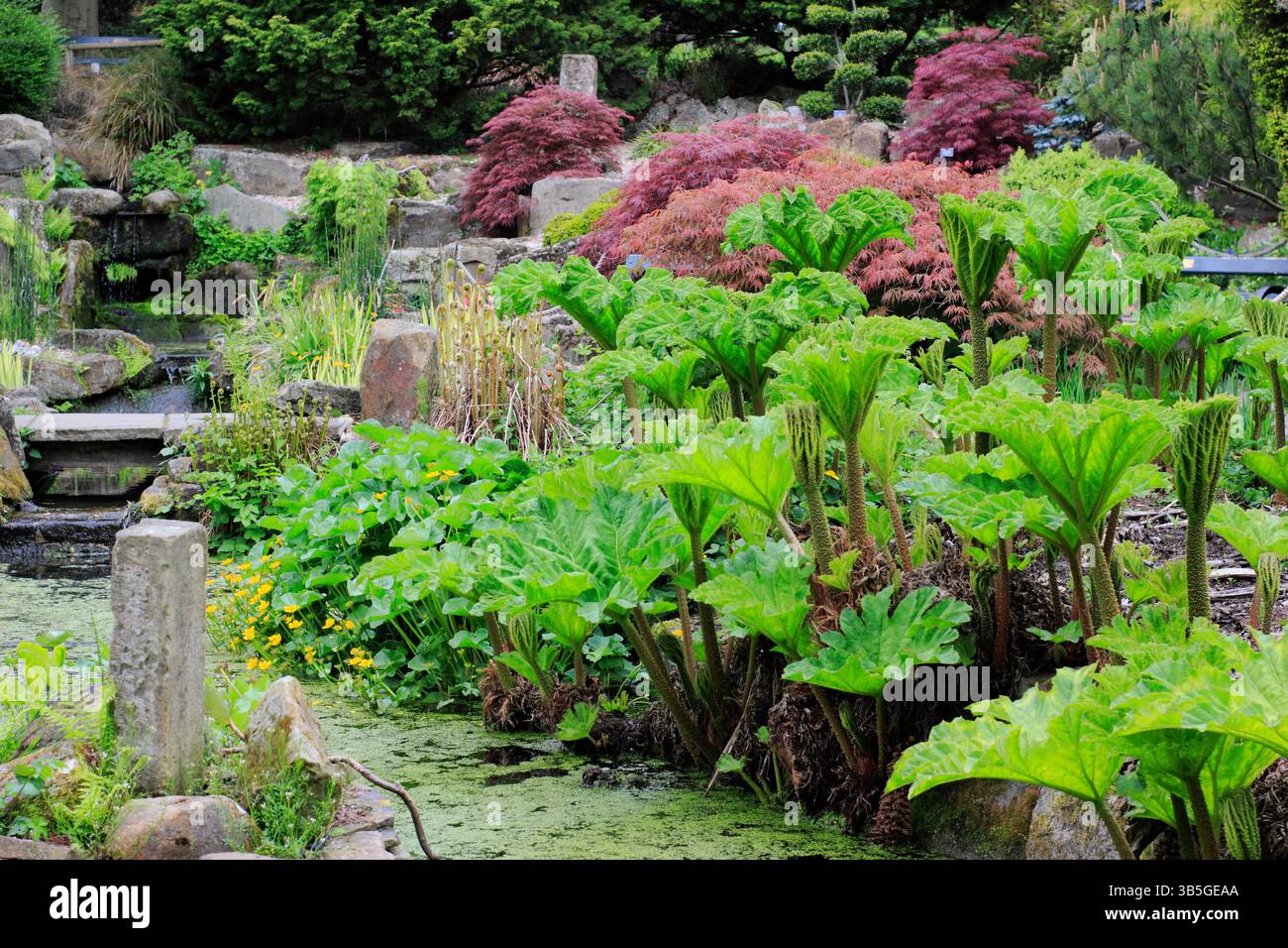 Dettaglio del Giardino della roccia e dell'acqua presso i Giardini Botanici di Sheffield in primavera, caratterizzato da aceri giapponesi e tintoria Gunnera sul lato dello stagno. Primavera. REGNO UNITO Foto Stock