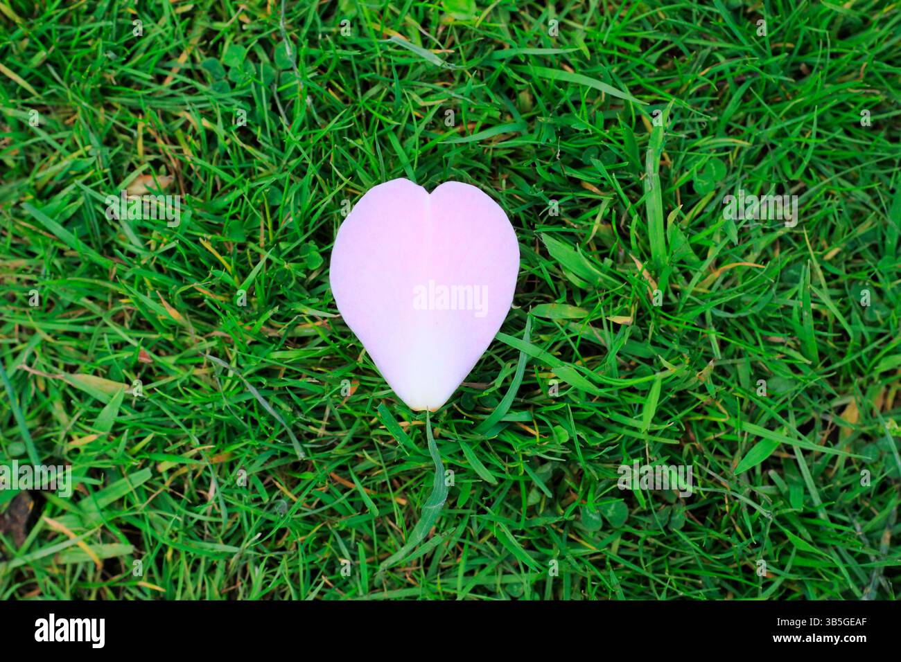 Natura a forma di cuore. Petalo di magnolia a forma di cuore rosa su erba verde in primavera. REGNO UNITO. copia spazio Foto Stock