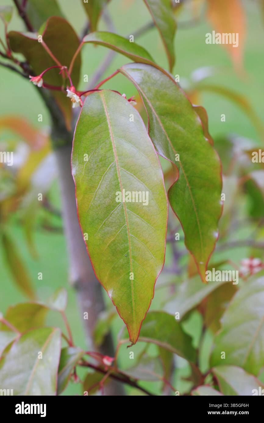Acer Fabri. L'acero di Faber, o acero di Giada Smeraldo, mostra caratteristiche foglie a forma di lancia che sono diverse da altri aceri. Primavera. REGNO UNITO Foto Stock
