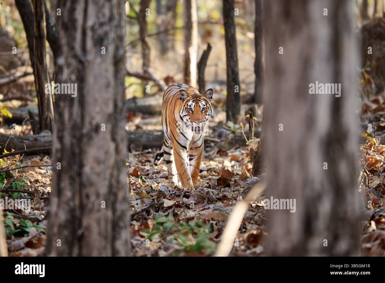 Tigre del Bengala (Panthera tigris tigris) camminando in una foresta tra gli alberi, Pench National Park, India, Asia Foto Stock