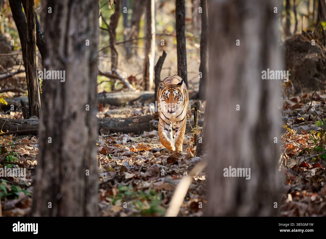 Tigre del Bengala (Panthera tigris tigris) camminando in una foresta tra gli alberi, Pench National Park, India, Asia Foto Stock