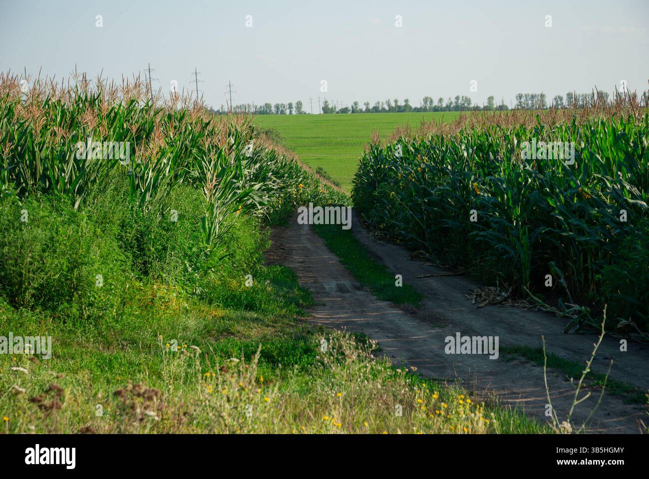 Vivace campo di mais verde con rustico sentiero sterrato in un paesaggio rurale che offre una tranquilla fuga rurale e bellezze naturali agricole. Foto Stock