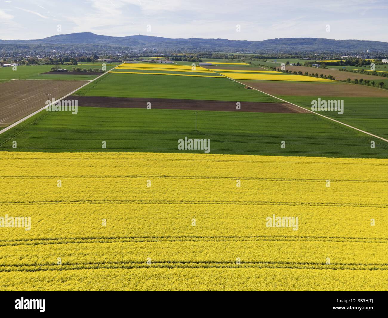 La cresta del Taunus sorge dietro campi di colza in fiore. (Vista aerea con drone), Francoforte sul meno, Assia, Germania, Europa Foto Stock