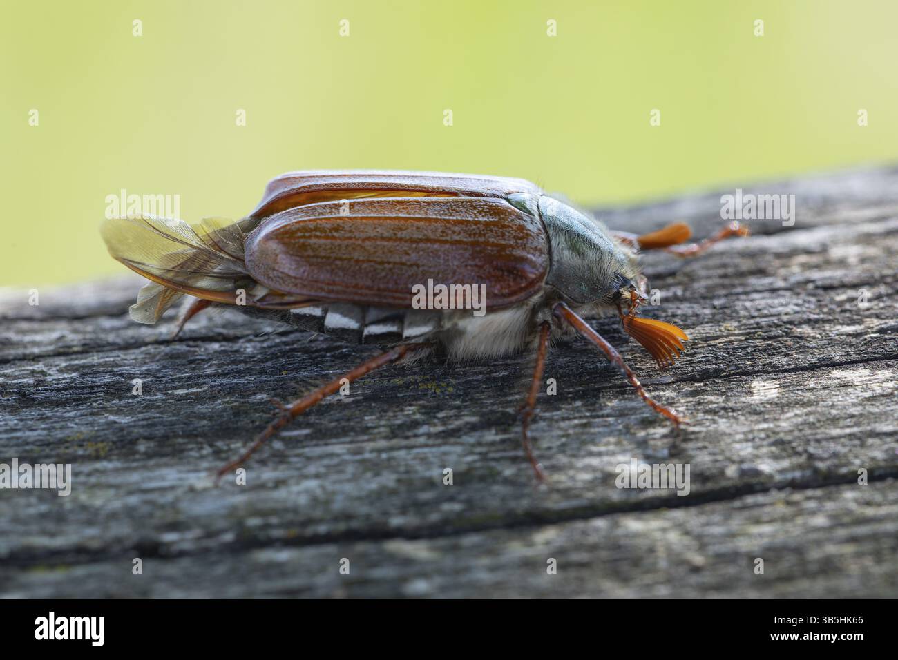 Primo piano del cockchafer - affascinanti dettagli di un messaggero di primavera Foto Stock