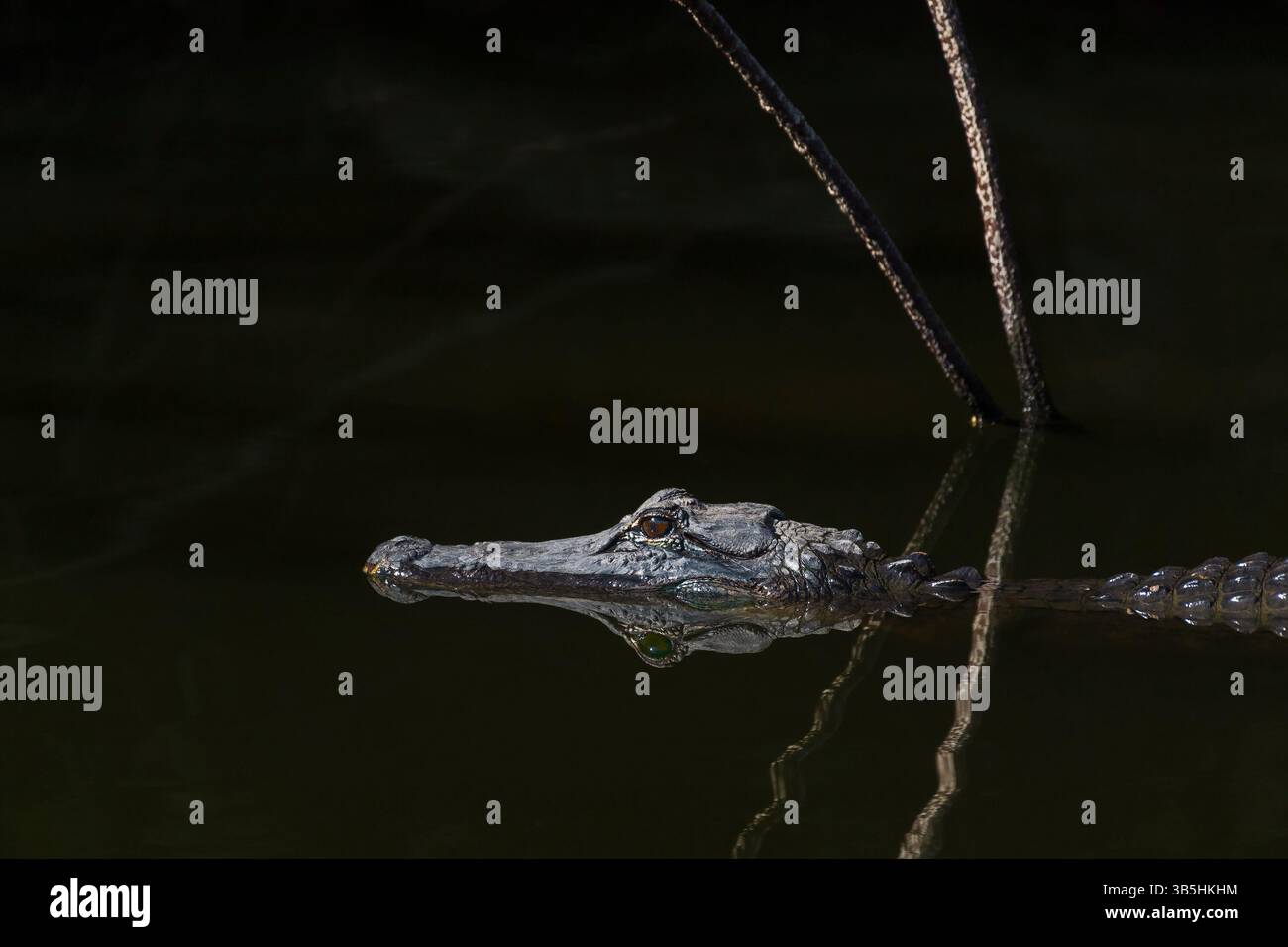 Alligatore americano (alligatore missippiensis). Big Cypress National Preserve. Florida. STATI UNITI Foto Stock