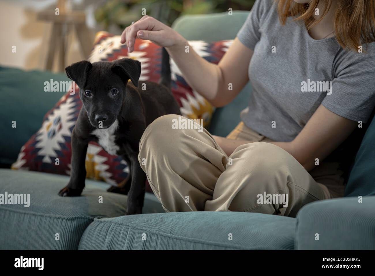 Froehliche momento und warme Verbindungen mit einem schwarzen Welpen und seinem Besitzer, der sich auf einer Couch entspannt Foto Stock