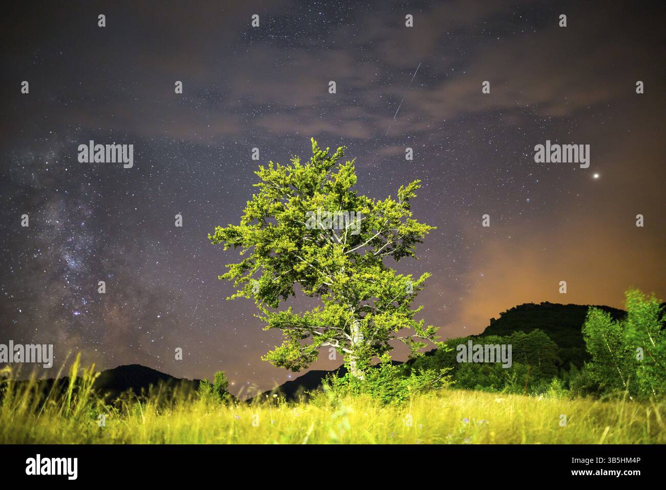 Caduta reale/shooting star. Una vista delle stelle della Via Lattea. Albero verde in alta montagna in primo piano. Notte cielo natura paesaggio estivo Foto Stock