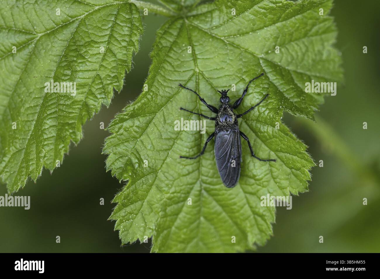 Stonefly su un tetto Foto Stock