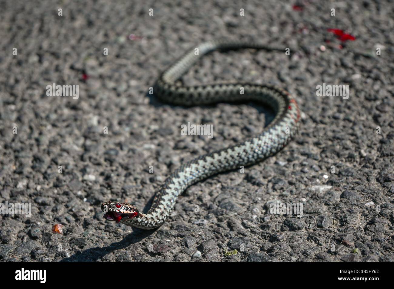 Vipera berus comune europeo ferito che mostra una ferita sanguinosa adagiata su strada asfaltata. Foto Stock