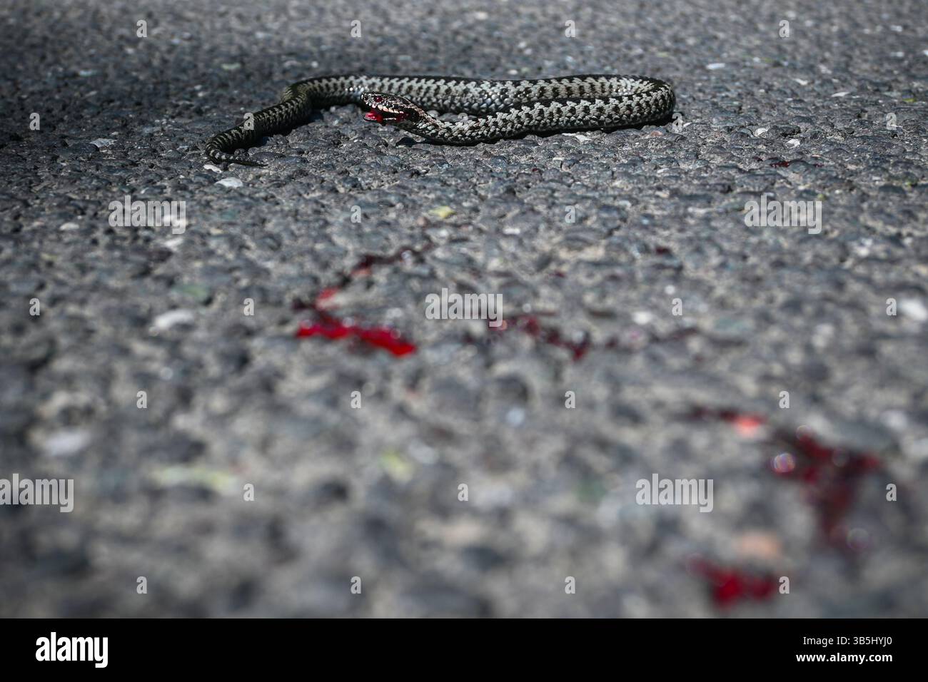 Vipera berus comune europeo ferito che mostra una ferita sanguinosa adagiata su strada asfaltata. Foto Stock