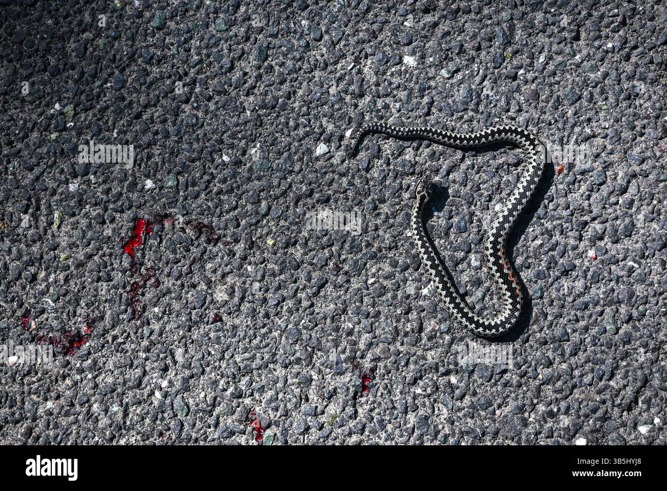 Vipera berus comune europeo ferito che mostra una ferita sanguinosa adagiata su strada asfaltata. Foto Stock