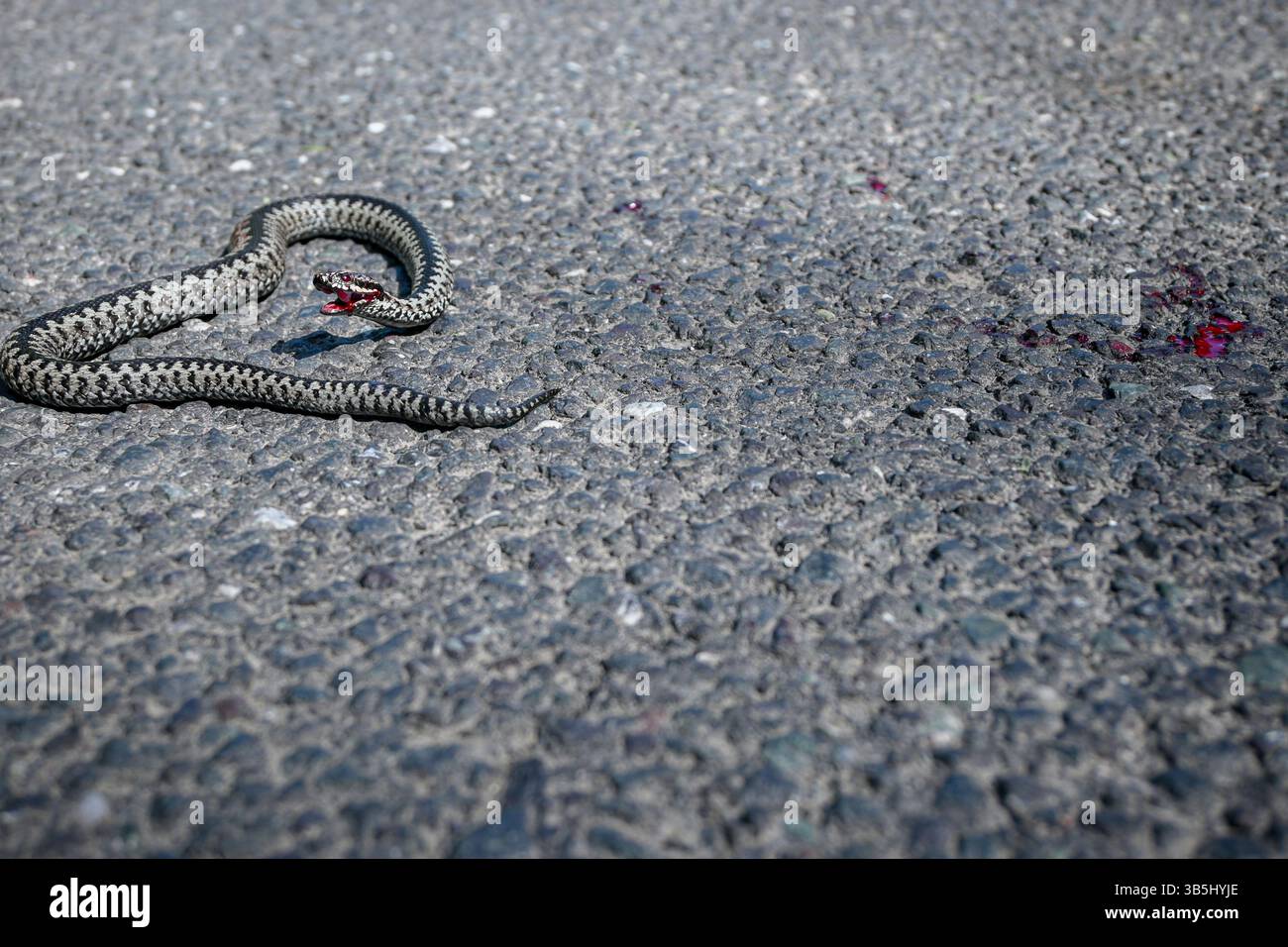 Vipera berus comune europeo ferito che mostra una ferita sanguinosa adagiata su strada asfaltata. Foto Stock