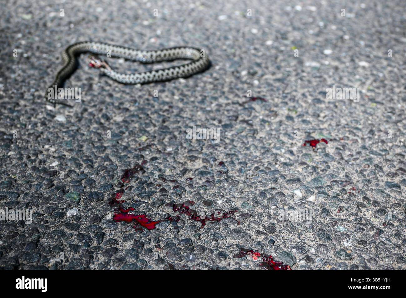 Vipera berus comune europeo ferito che mostra una ferita sanguinosa adagiata su strada asfaltata. Foto Stock