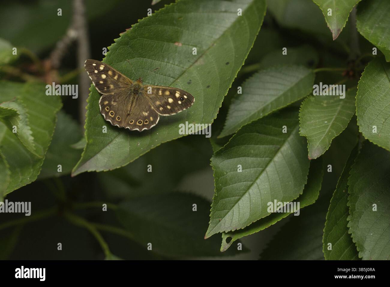 Gioco da tavolo forestale (Pararge aegeria) Foto Stock