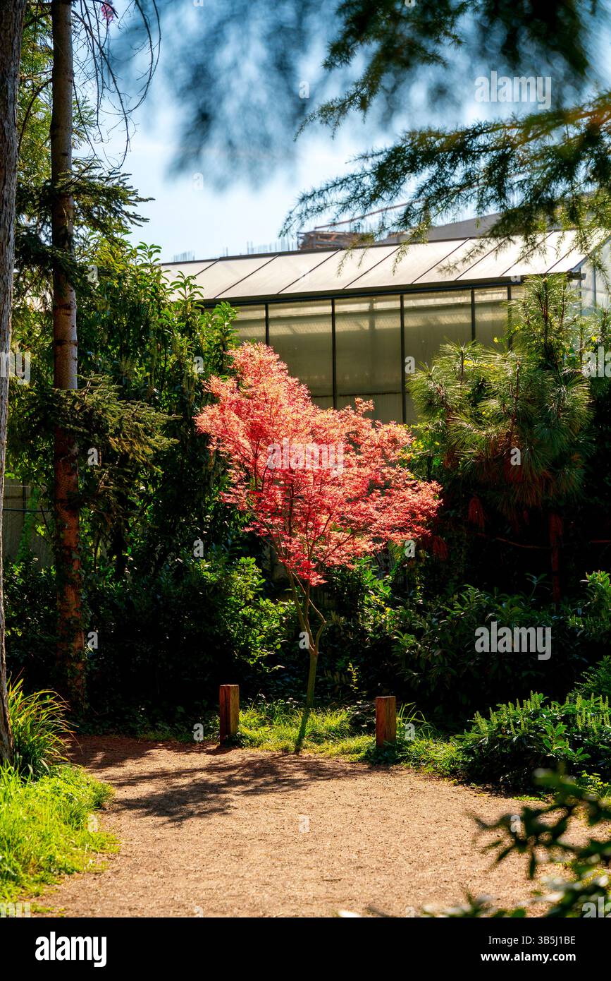 Splendidi alberi e fiori in fiore in primavera al giardino botanico eLTE Fuveszkert di Budapest, Ungheria. Foto Stock