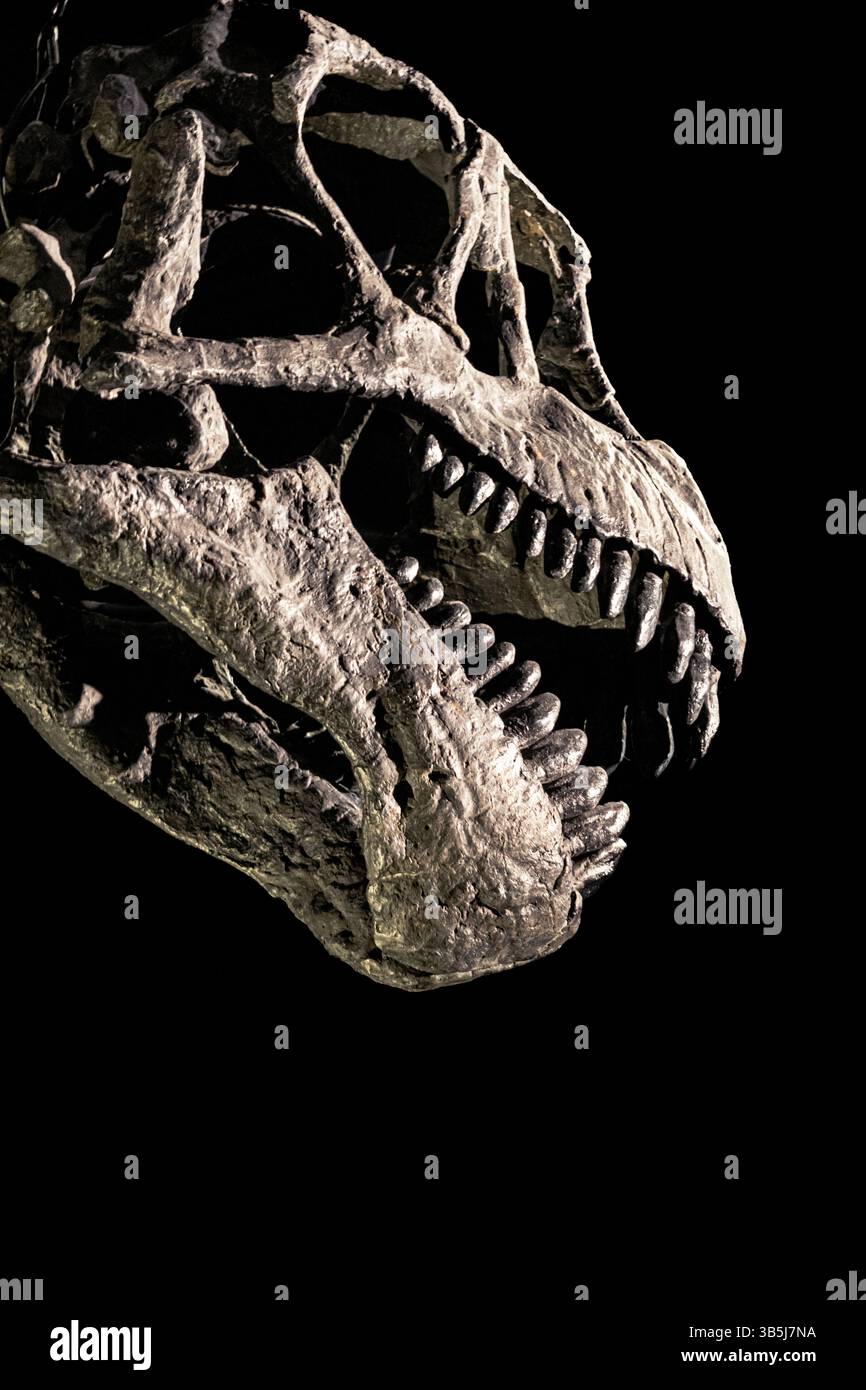 Un terrificante primo piano di uno scheletro di dinosauro di profilo, che cattura la bocca aperta con denti affilati e minacciosi. Foto Stock