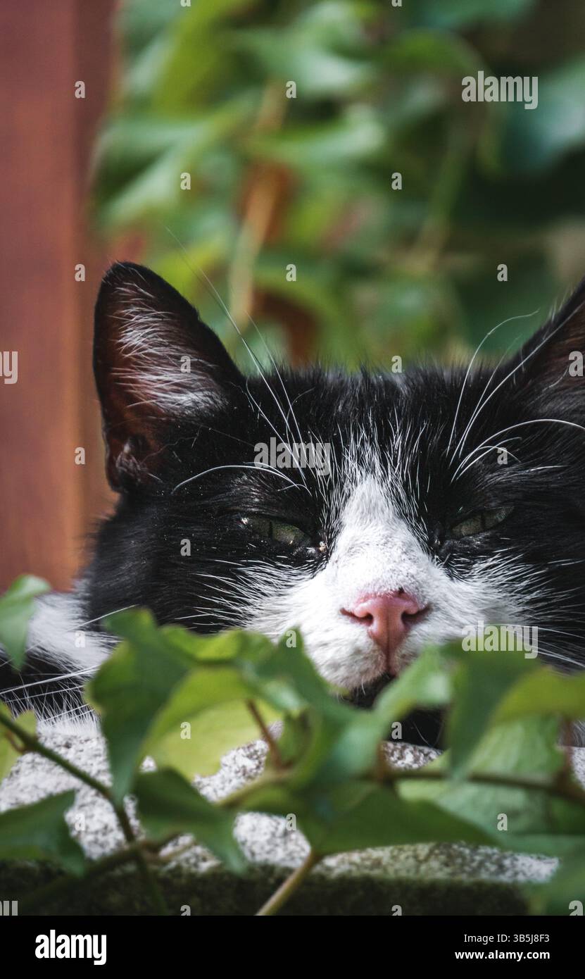 Primo piano di un gatto sonnolento che riposa su un balcone soleggiato, con un naso rosa e occhi mezzo chiusi. Il felino è parzialmente nascosto tra le foglie verdi. Foto Stock