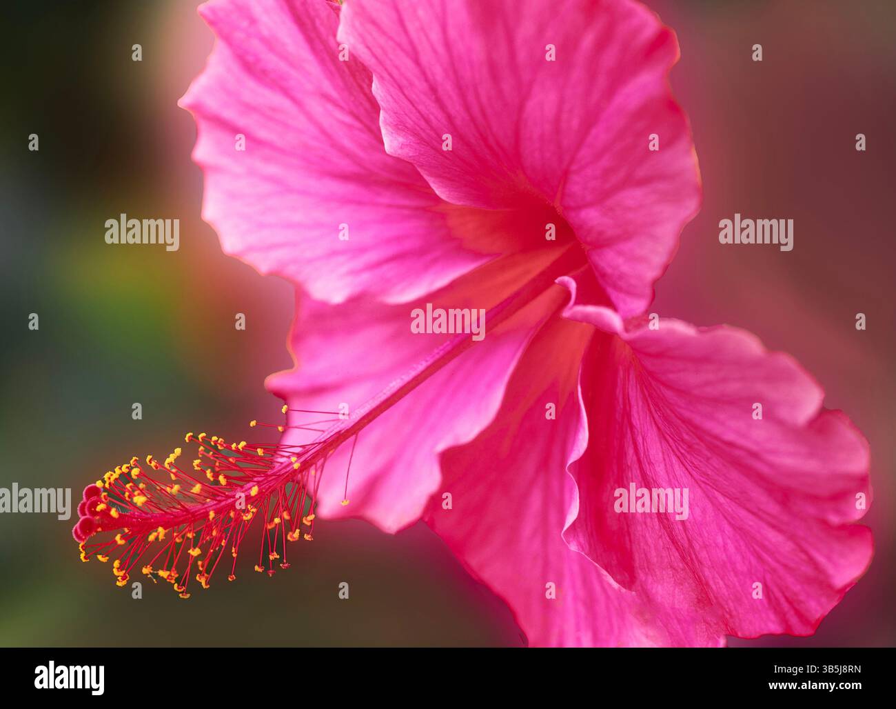 Primo piano del fiore di Hybiscus. Hawaii, la Big Island Foto Stock