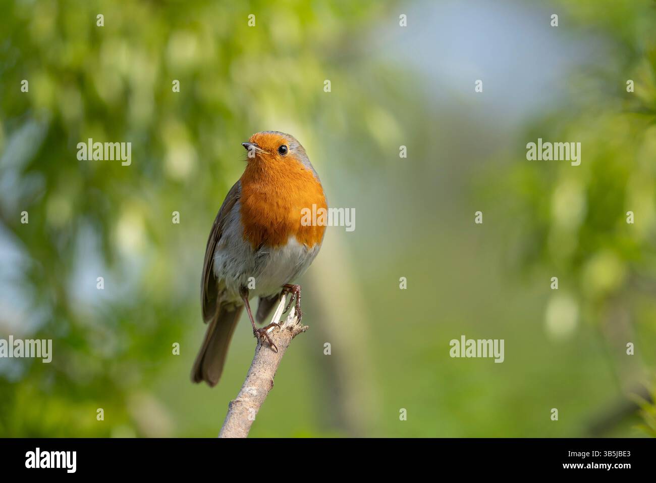 Vista frontale ravvicinata di un uccello robin arroccato all'estremità di un ramo rotto in condizioni di bel sole. Foto Stock