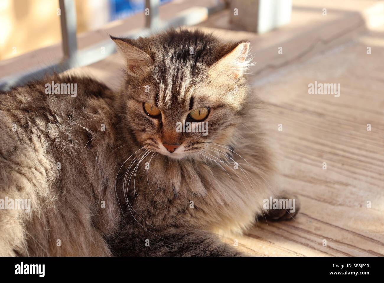 Gatto marrone soffice che si rilassa alla luce calda del sole in Grecia, vista ravvicinata. Foto Stock