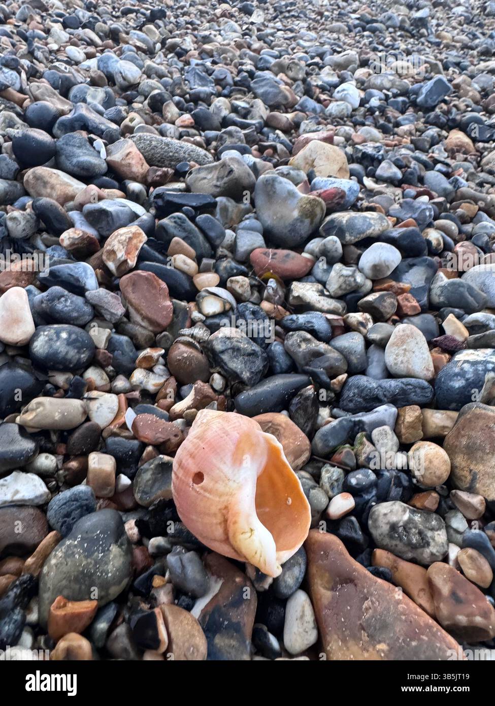 Immagine dettagliata di una conchiglia su una spiaggia di ciottoli, alcune vedute marine visibili sull'immagine, conchiglia non perfetta con una piccola imperfezione - Immagine stock catturata con smartphone