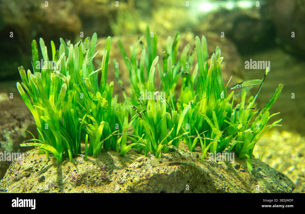 Lussureggiante giardino sottomarino caratterizzato da vibranti piante acquatiche verdi che prosperano in un ambiente cristallino di acqua dolce. Tecniche di aquascaping naturale Foto Stock