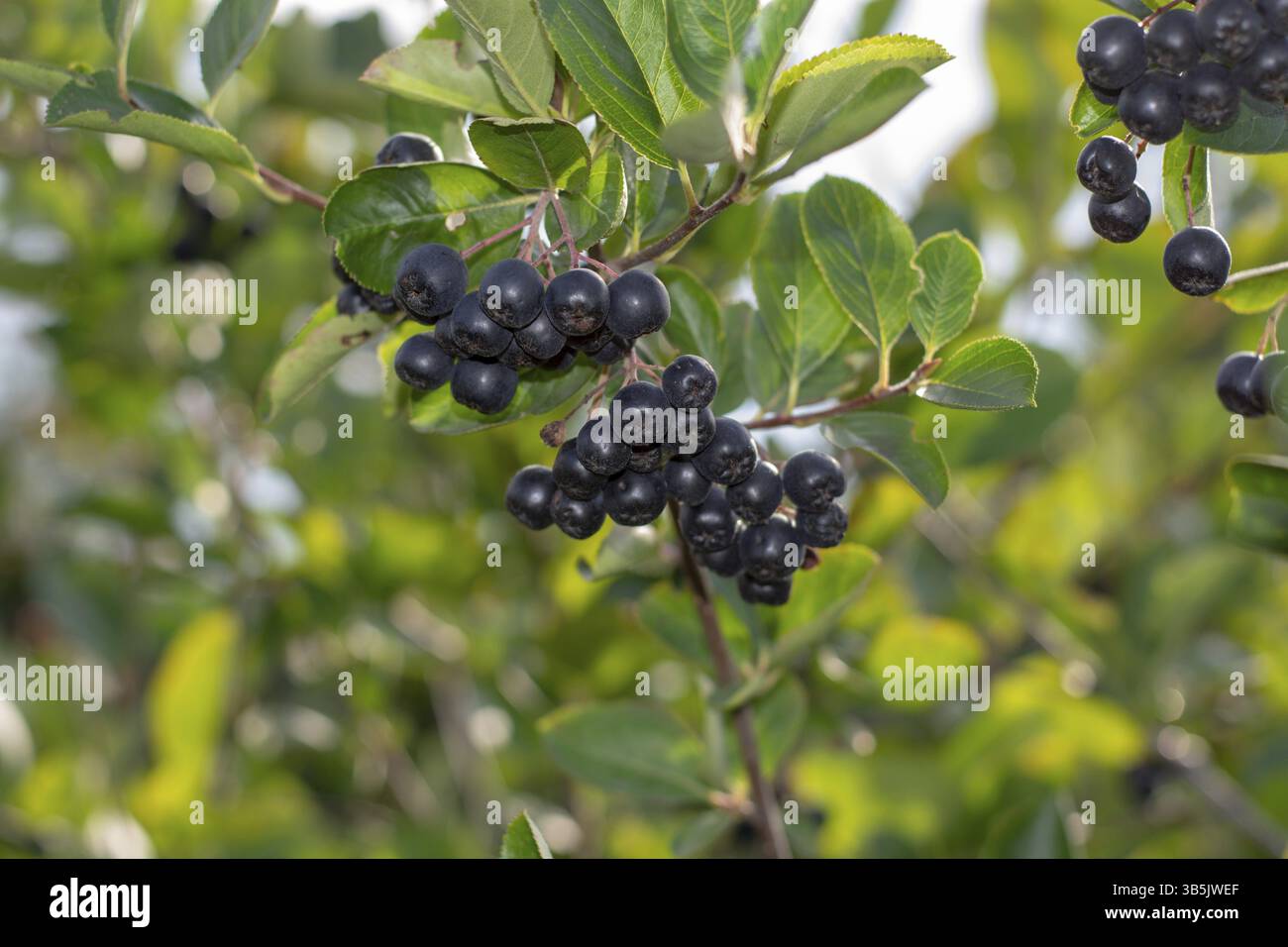 Le bacche di Aronia (Aronia melanocarpa, Black Chokeberry) crescono nel giardino. Ramoscello ripieno di bacche di aronia Foto Stock