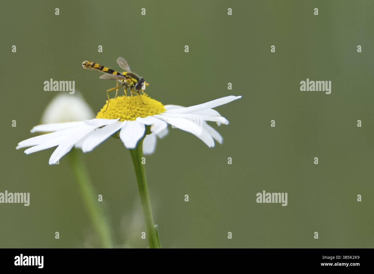 Comune hoverfly a corpo lungo (Sphaerophoria scripta) Foto Stock