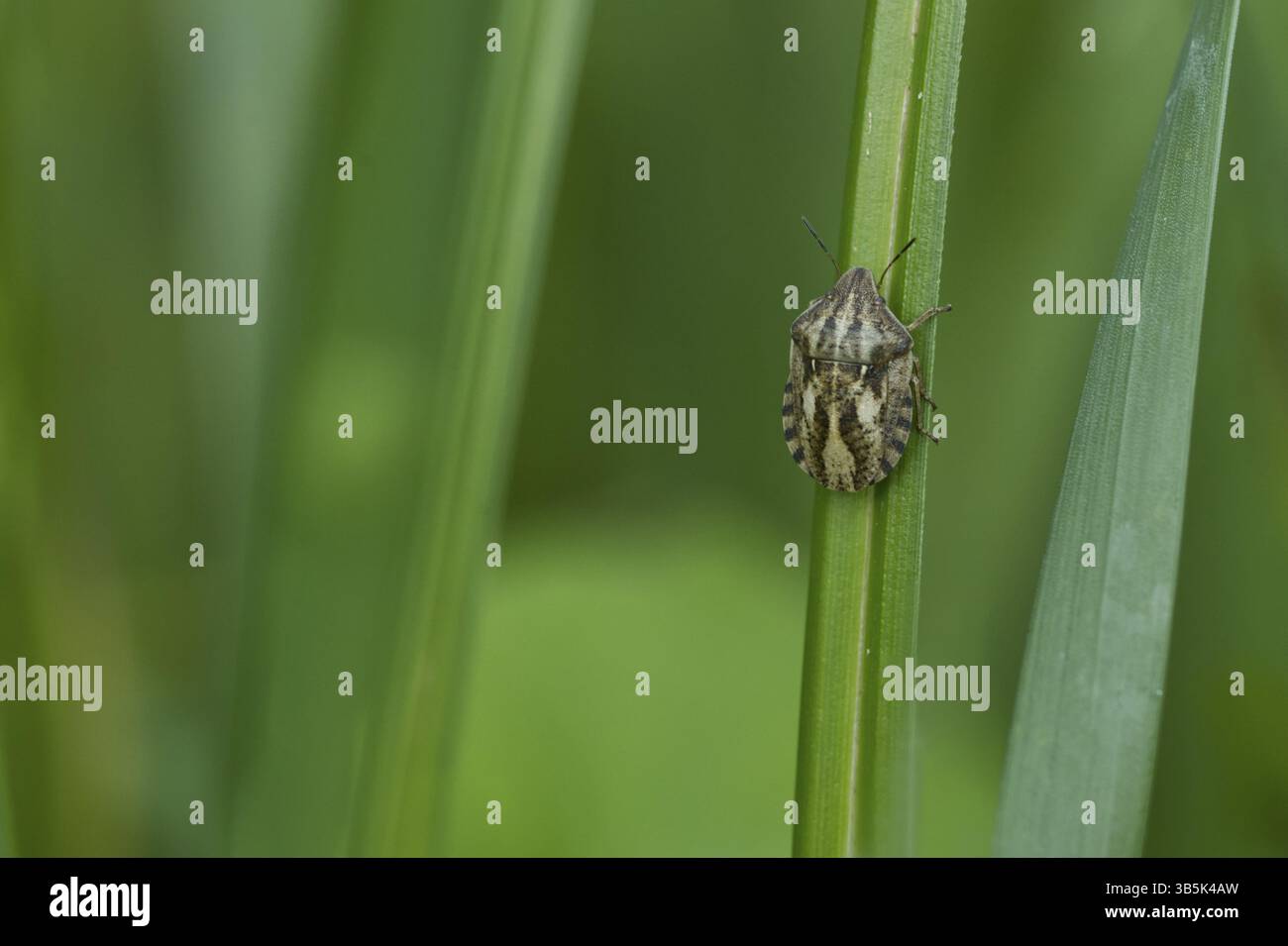Cimice tartaruga (Eurygaster testudinaria) Foto Stock