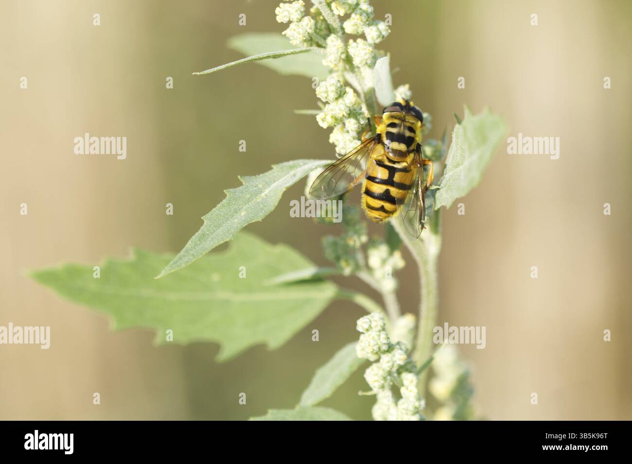 Hoverfly della testa della morte (Myathropa florea) Foto Stock