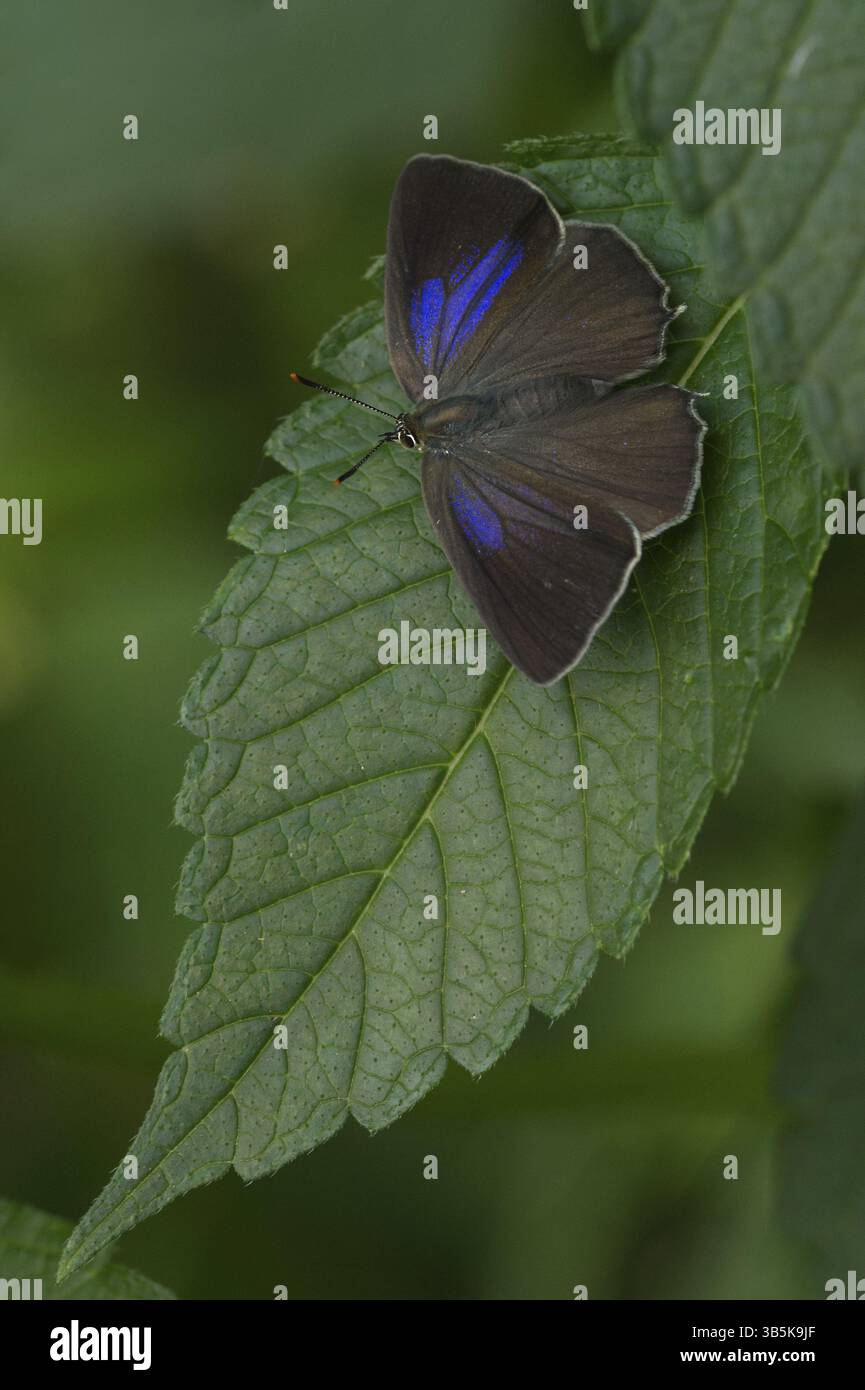 Fritillario di quercia blu (Favonius quercus) Foto Stock