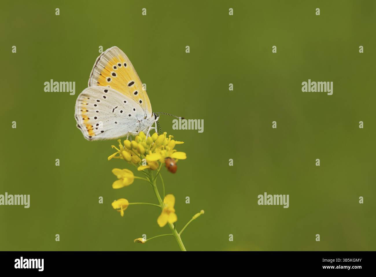 Rame di grandi dimensioni (Lycaena dispar) Foto Stock