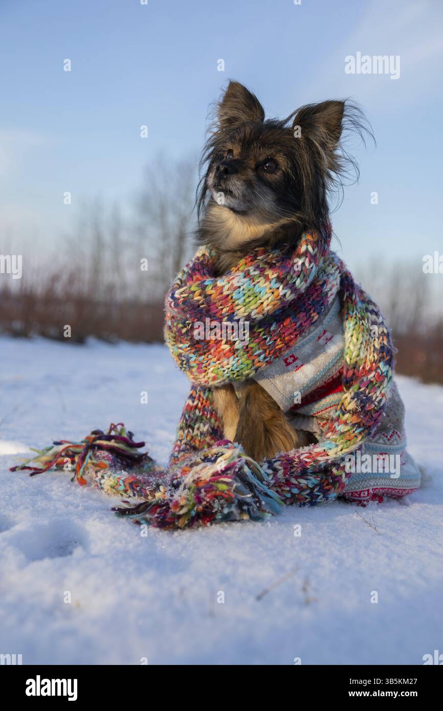 Il cagnolino è congelato mentre si siede nella neve. Il cane indossa un maglione ed è avvolto da una sciarpa colorata. L'animale sta eseguendo il comando Foto Stock