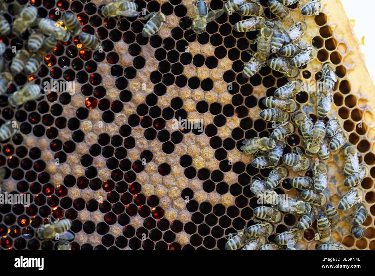 Le api lavorano diligentemente sul loro nido d'ape, mostrando i loro metodi essenziali di conservazione del miele e la vibrante attività dell'alveare Foto Stock