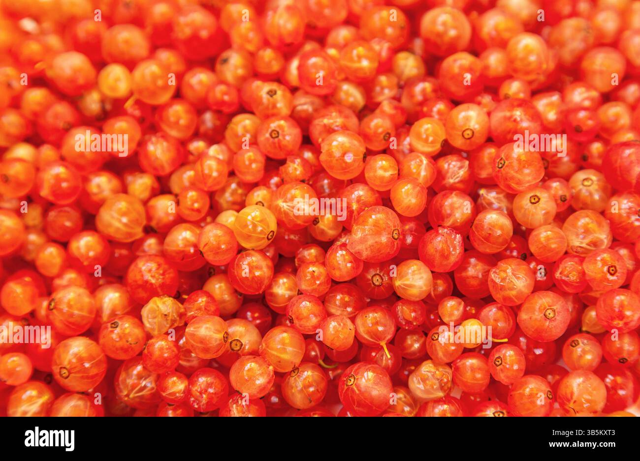 Molte bacche di ribes rosso, primo piano. Foto Stock