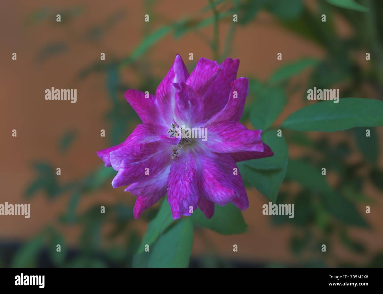 Le rose sono molto popolari tra le donne, hanno colori bellissimi e forme floreali attraenti, le rose hanno vari colori, ci sono giallo, rosso e rosa Foto Stock