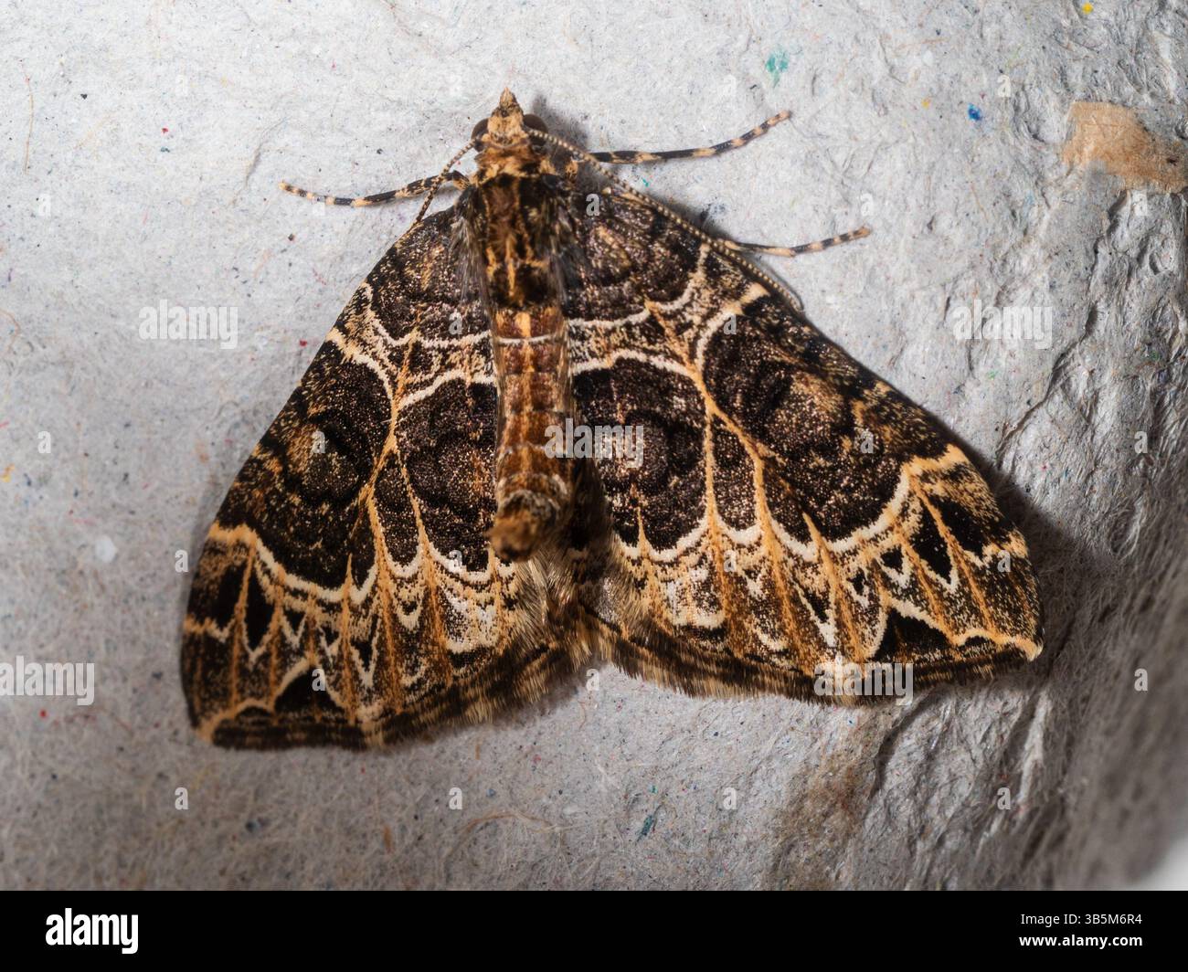 Ecliptopera silaceata per adulti, piccola falena Phoenix, all'inizio di maggio in un giardino di Plymouth, Regno Unito Foto Stock