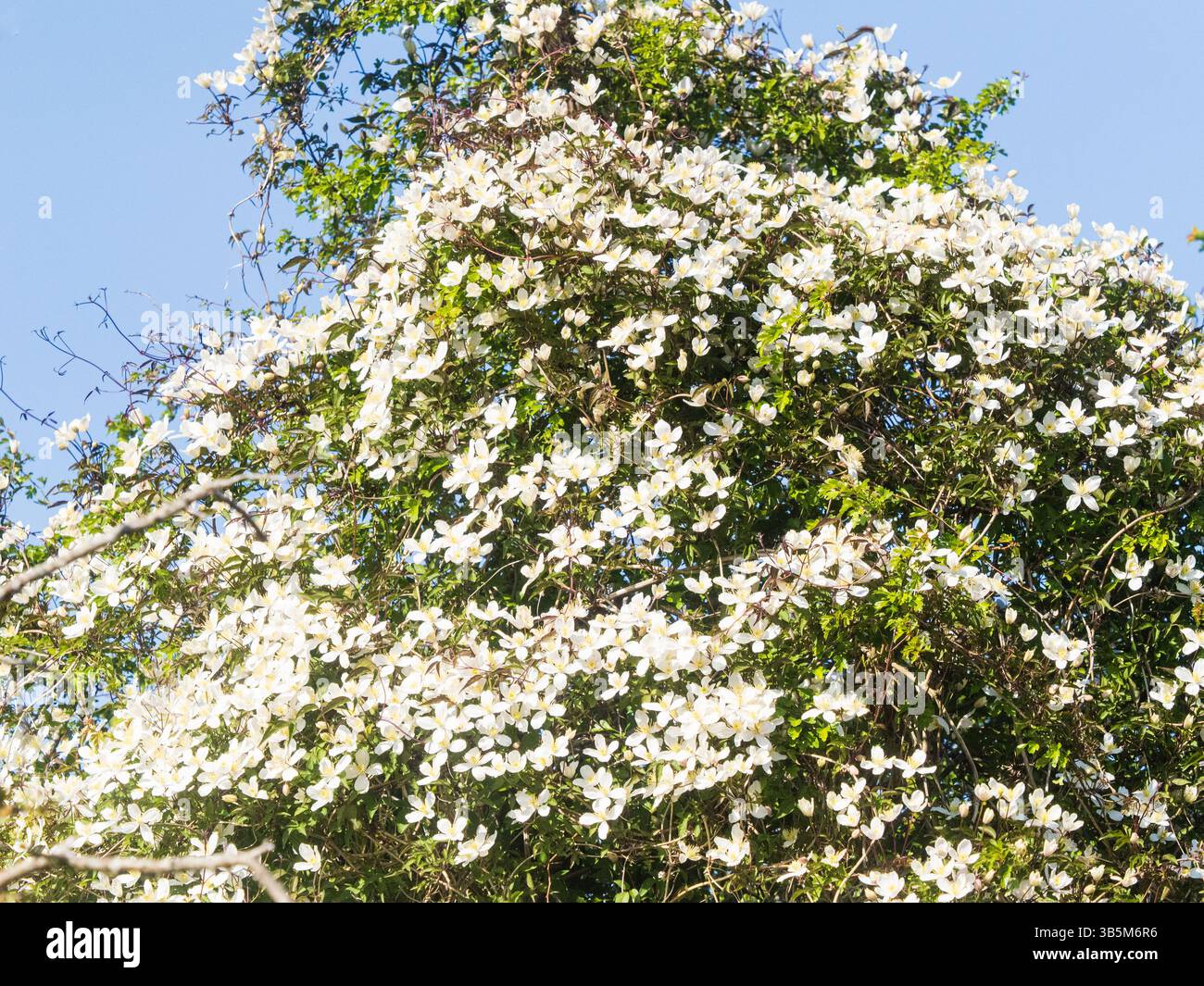 Arrampicatore robusto, bianco e fiorito in primavera, Clematis montana, che si arrampica attraverso un piccolo albero di biancospino, Foto Stock